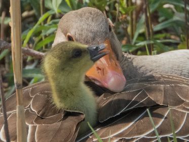 Zwiegespräch - Gänsemutter und Gössel