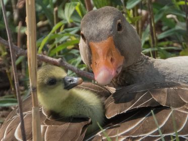 Zwiegespräch - Gänsemutter und Gössel