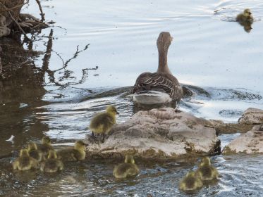 Das verlorene Gänsekind kommt angeschwommen. Jetzt ist die Familie komplett