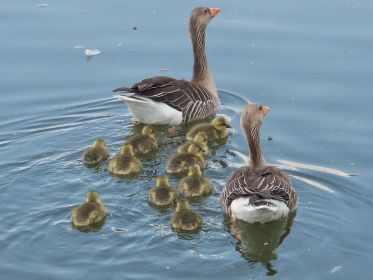 Die zwölfköpfige Familie zieht los