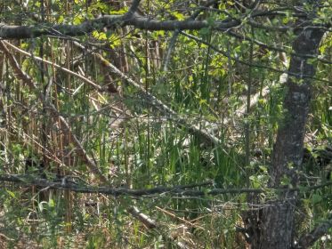 Brut offenbar abgebrochen. Ein verlassenes Graugansnest auf nördlicher Insel