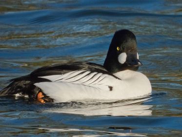 Schellente im Amperstausee