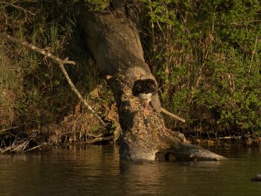 Graugans ruht einbeinig auf Holzstamm
