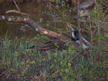 Kanadagans auf dem Nest. Insel gegenüber Eisvogelwand