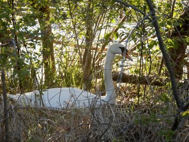 Schwan auf dem Nest