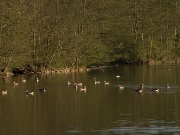Graugänse im Amperstausee