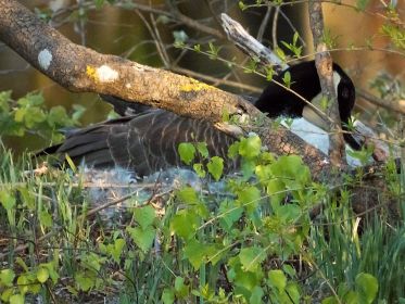 Kanadagans auf Nest gegenüber Eisvogelwand