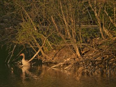 Oben rechts richtet Graugans Nest her, unten links der Ganter
