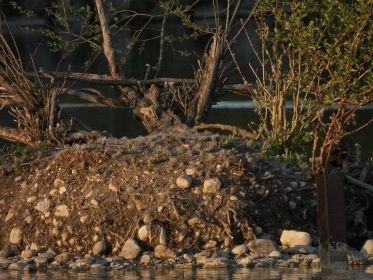 Das von einer Gänsefamilie nun verlassene Nest auf einer kleinen Insel