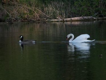 Höckerschwan knöpft sich Kanadagans vor