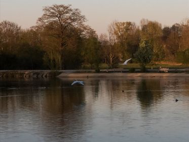 Zwei Fremdschwäne landen gleich, verschwinden dann aber gleich wieder