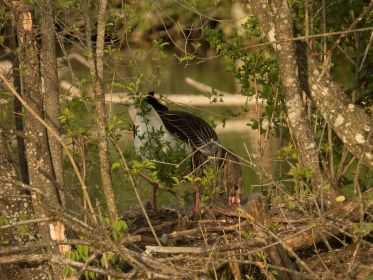 Graugans deckt Nest ab kurz vor einem Ausflug ins Wasser