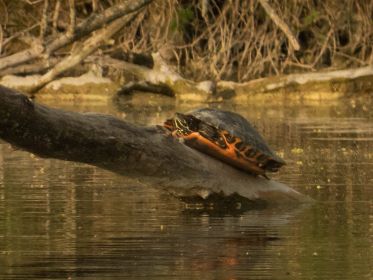 Wasserschildkröte sonnt sich im Amperstausee