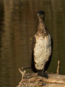 Heute nur ein einziger Kormoran sichtbar