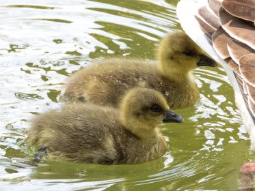 Grauganspaar im Bereich der Fischteiche. Zwei Gössel noch mit Eizahn
