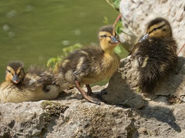 Drei von vier Stockenten-Küken an einem Platz an der Sonne