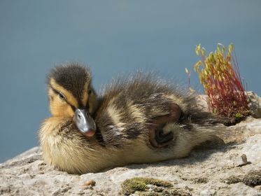 Stockenten-Küken ruht auf Stein