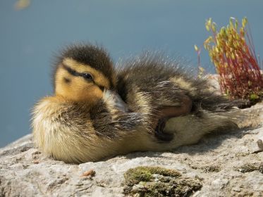 Stockenten-Küken ruht auf Stein