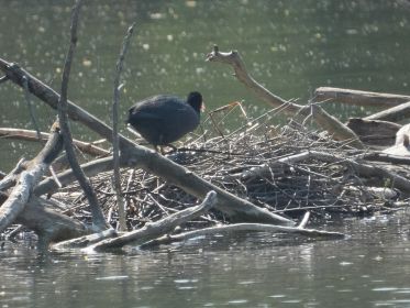 Eins von zwei entdeckten Blesshuhn-Gelegen