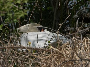 Höckerschwan ruht im Nest