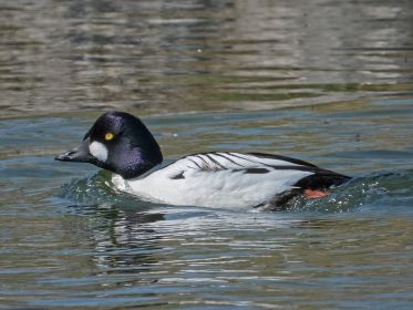 Schellente beeilt sich