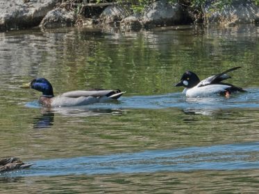 Schellente sucht immer wieder Anschluss an Stockenten-Paar