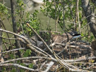 Das neue alte Graugansnest. Neuer Brutbeginn am Amperstausee