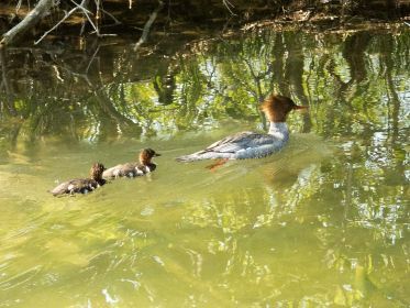 Gänsesäger mit Anhang