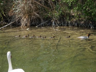 Da staunt der Schwan: Acht Jungvögel im Anmarsch