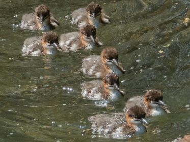 Acht junge Gänsesäger