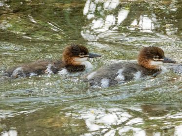 Zwei junge Gänsesäger