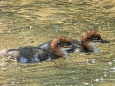 Zwei junge Gänsesäger