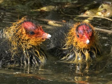Zwei von fünf Blesshuhn-Küken