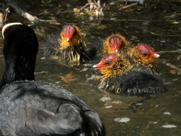 Blesshuhn-Küken warten auf Nahrung