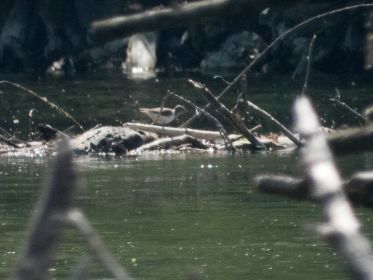 Flussuferläufer im Gegenlicht