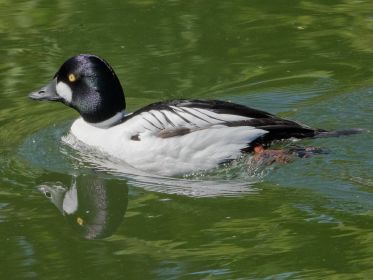 Schellente im Amperstausee