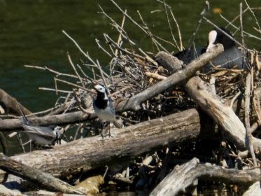 Blesshuhn beobachtet zwei Bachstelzen