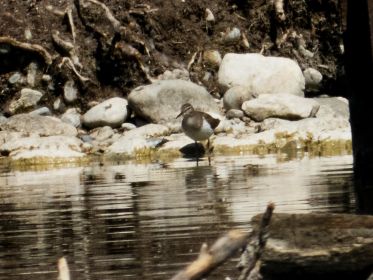 Flussuferläufer auch heute immer wieder am Ufer