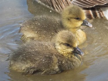Zwei Graugans-Gössel