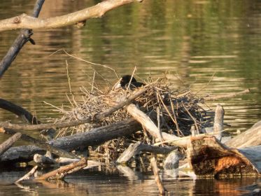 Eins von zwei Blesshuhn-Nestern mitten im See