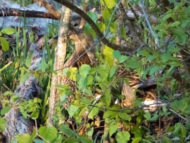 Stockente mit Küken