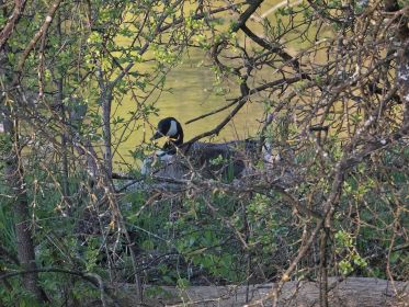 Kanadagans auf dem Nest. Rechts unten Stockente mit Küken