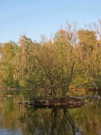 Links auf der Insel Kanadagans-Nest