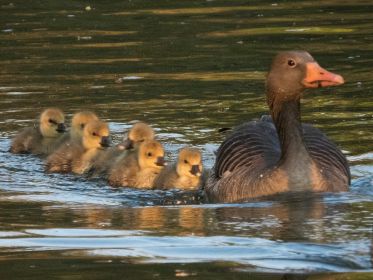 Sechs Graugans-Gössel