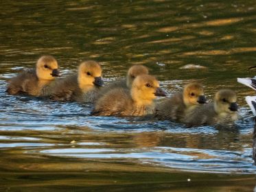 Sechs Gössel am Rockzipfel der Mutter