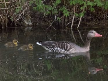 Graugans-Paar mit zwei Gösseln