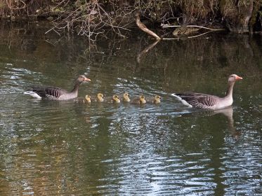 Sechs Gänsekinder im Gänsemarsch