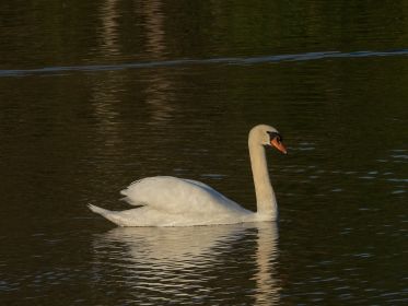 Höckerschwan im Sonnenlicht
