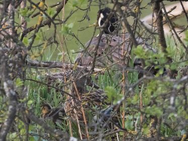 Stockente mit Küken unter dem Gefieder. Oben brütet eine Kanadagans