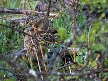 Stockente mit Küken unter dem Gefieder. Oben brütet eine Kanadagans
